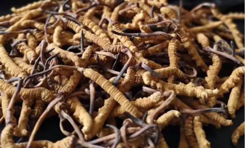 網(wǎng)上買的冬蟲夏草是真的嗎？