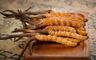 冬蟲夏草是新的好還是陳的好，冬蟲夏草是新鮮的好還是曬干的好