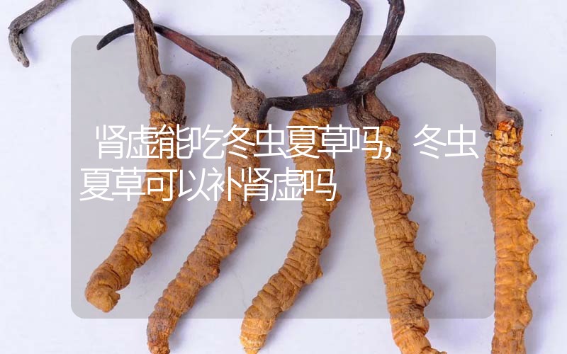 腎虛能吃冬蟲夏草嗎，冬蟲夏草可以補(bǔ)腎虛嗎？
