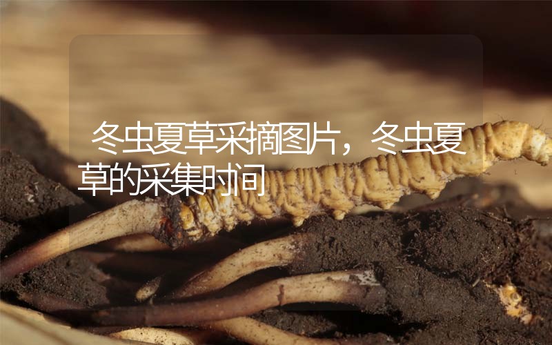 冬蟲夏草采摘圖片，冬蟲夏草的采集時(shí)間