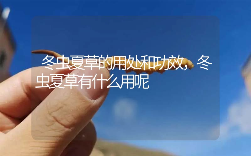冬蟲(chóng)夏草的用處和用法，冬蟲(chóng)夏草有什么用呢