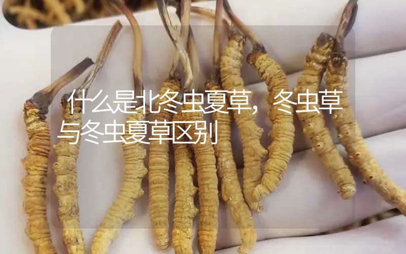 什么是北冬蟲夏草，北冬蟲草與冬蟲夏草區(qū)別