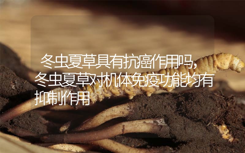 冬蟲夏草具有抗癌作用嗎，冬蟲夏草對(duì)機(jī)體免疫功能均有抑制作用