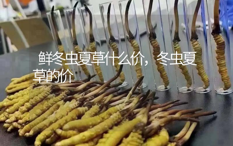 鮮冬蟲夏草什么價，冬蟲夏草的價格