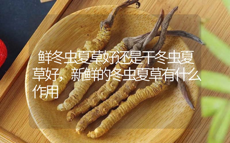 鮮冬蟲夏草好還是干冬蟲夏草好，新鮮的冬蟲夏草有什么作用