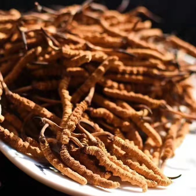 冬蟲(chóng)夏草為什么這么貴呢？有便宜的能買嗎