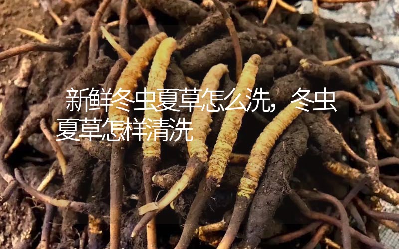 新鮮冬蟲夏草怎么洗，冬蟲夏草怎樣清洗