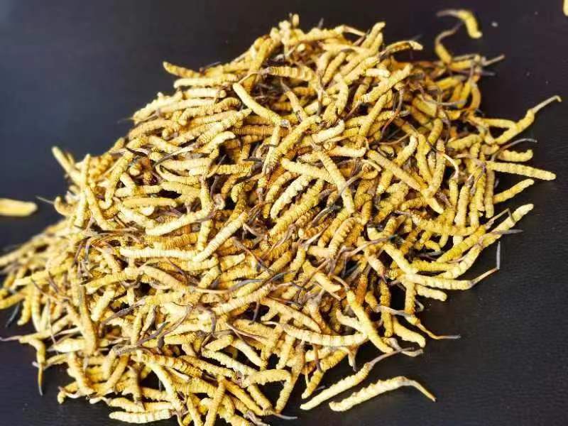 冬蟲夏草哪幾種食用方法比較好呢？推薦幾種參考