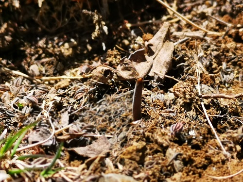 冬蟲夏草是蟲子還是草呢？它是如何生長的