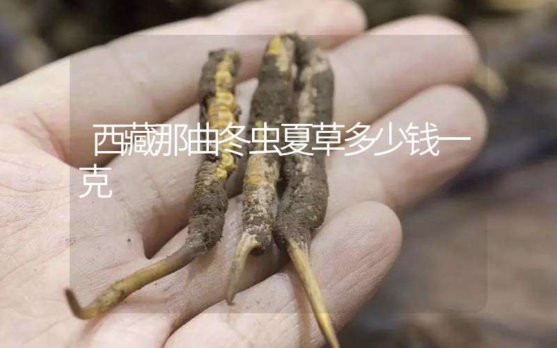 西藏那曲冬蟲夏草多少錢一克？