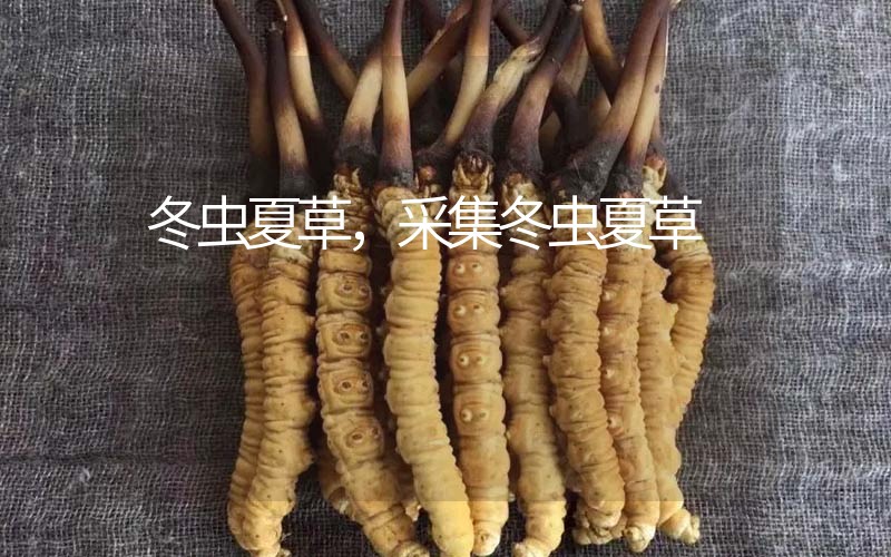 冬蟲夏草采挖時間，什么時候采集冬蟲夏草