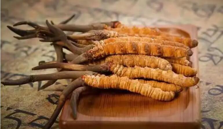 鮮蟲草和干蟲草，應(yīng)該怎么選擇？