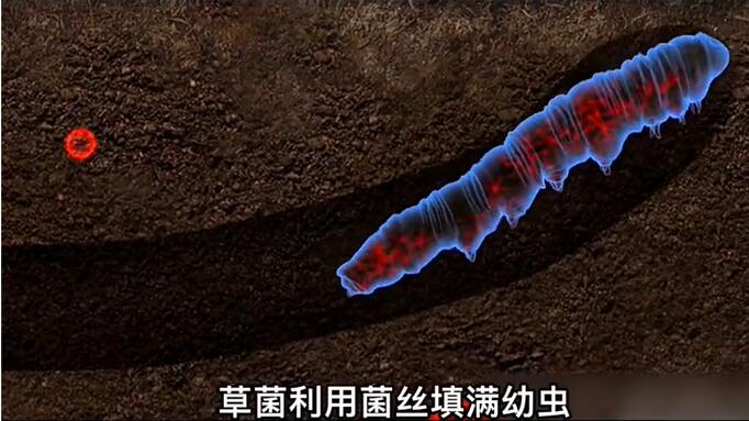 神奇的冬蟲夏草為什么能從蟲子變成草？它到底是怎么形成的呢？