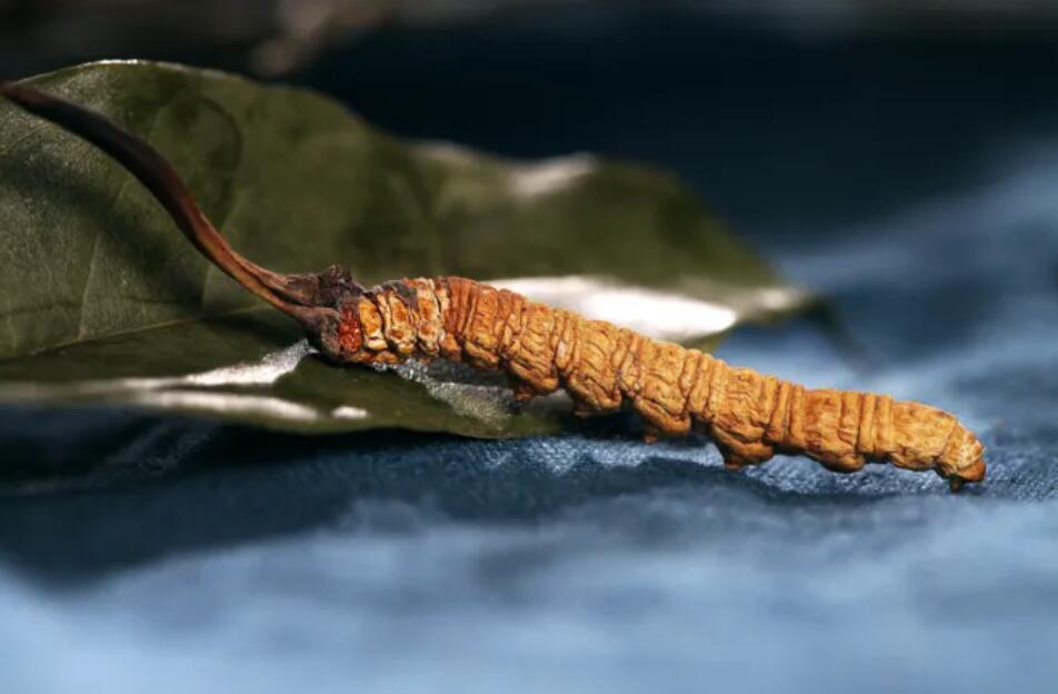 冬蟲夏草的由來，冬蟲夏草是怎么形成的？