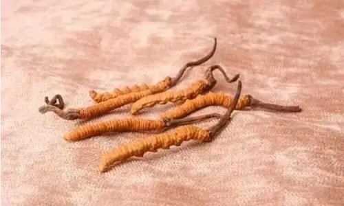 哪個產(chǎn)地的冬蟲夏草營養(yǎng)價(jià)值高,哪里的蟲草更好？