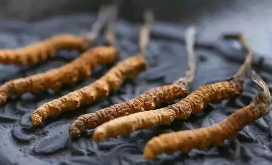 冬蟲(chóng)夏草價(jià)格貴嗎？冬蟲(chóng)夏草一般多少錢(qián)？