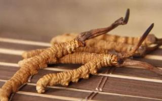 新鮮冬蟲夏草哪里有賣？哪里可以買到新鮮的冬蟲夏草？