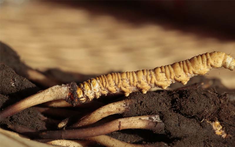 什么是人工冬蟲(chóng)夏草？人工蟲(chóng)草和野生蟲(chóng)草的區(qū)別，如何分辨？