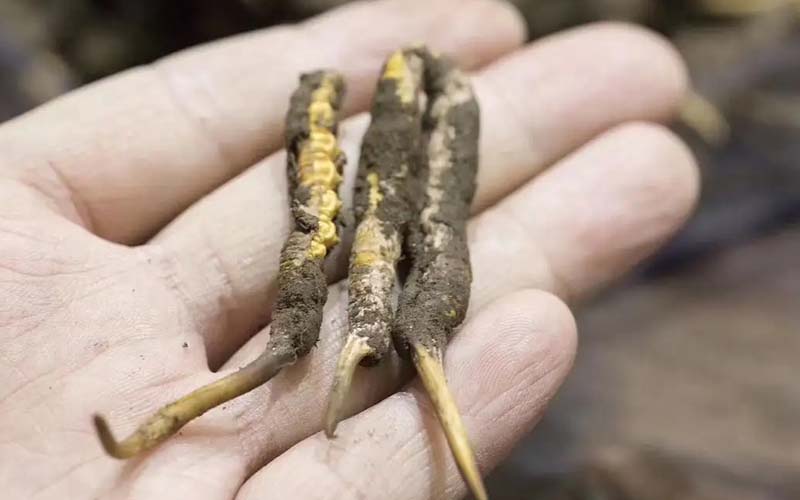 西藏那曲冬蟲夏草批發(fā)價格?那曲蟲草批發(fā)價多少錢一斤？