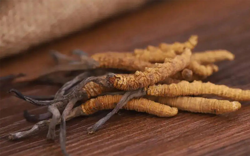 冬蟲(chóng)夏草怎樣吃效果好？冬蟲(chóng)夏草的食用方法！