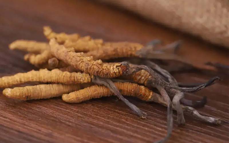 西藏的冬蟲夏草作用如何？