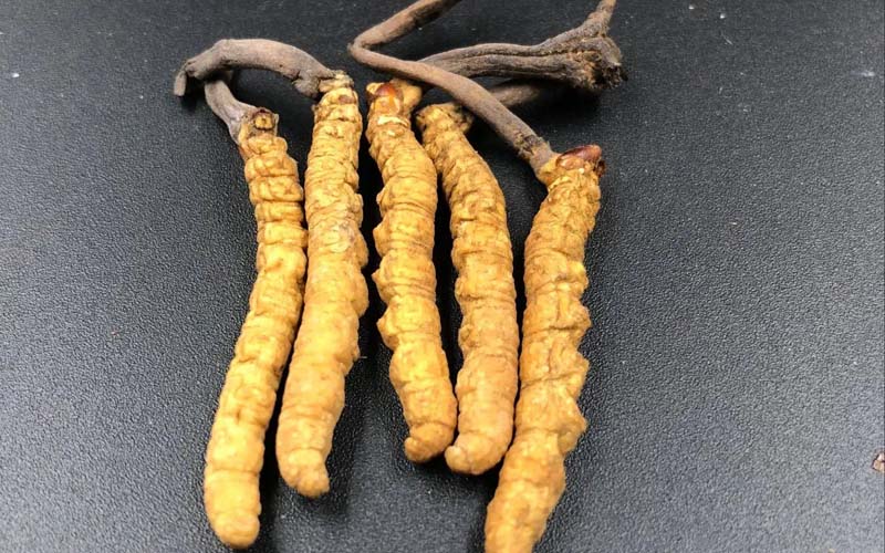 冬蟲夏草鴨湯怎么做法？