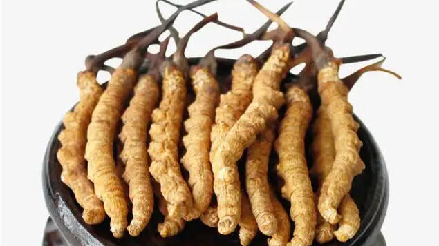 四川冬蟲夏草產(chǎn)地分布在哪？