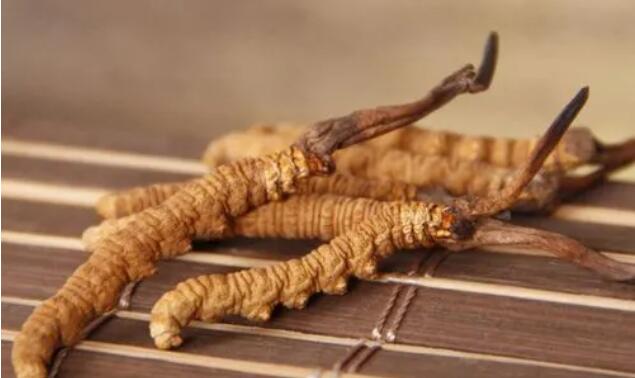 新鮮真假冬蟲夏草辨別方式？