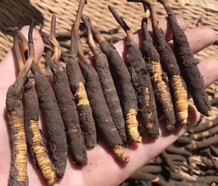 <a href=http://m.ioytjgh.cn/xinxian/ target=_blank class=infotextkey>新<a href=http://m.ioytjgh.cn/xinxian/ target=_blank class=infotextkey>鮮冬蟲夏草</a></a>