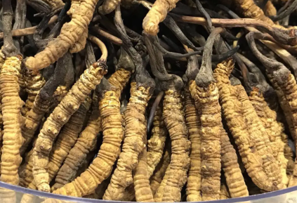 吃冬蟲(chóng)夏草會(huì)出現(xiàn)過(guò)敏情況嗎？冬蟲(chóng)夏草適合什么人吃？