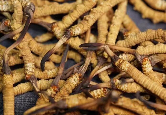 蟲草和冬蟲夏草區(qū)別，冬蟲夏草跟涼山蟲草的區(qū)別