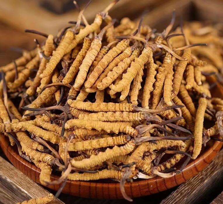 冬蟲夏草長(zhǎng)什么樣子 外觀顏色與品質(zhì)的關(guān)系