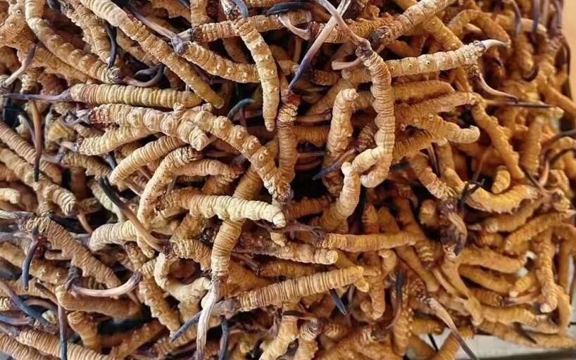 蛹蟲草與冬蟲夏草的相同與不同