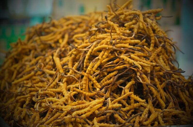 冬蟲夏草的產(chǎn)量為何一年不如一年呢？