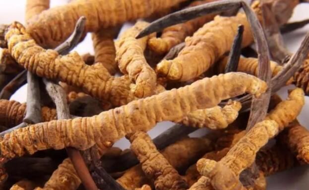 <a href=http://m.ioytjgh.cn/chifa/ target=_blank class=infotextkey>冬蟲夏草的吃法</a>