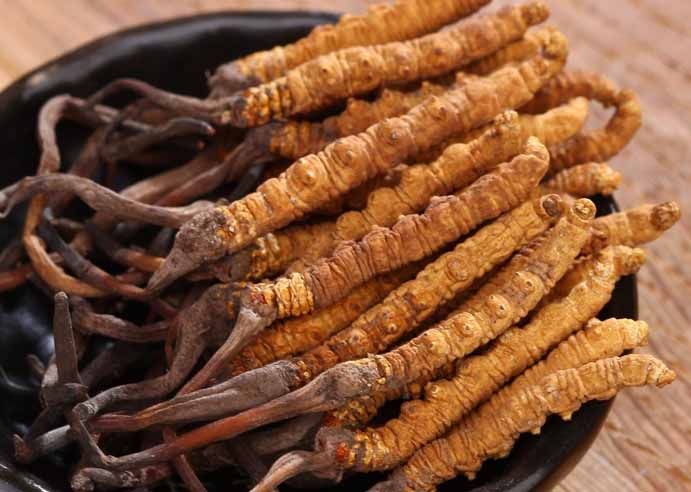 冬蟲(chóng)夏草