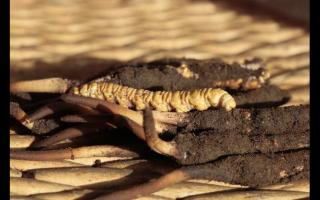 冬蟲(chóng)夏草“冬補(bǔ)三九，夏補(bǔ)三伏”