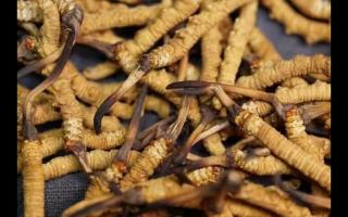 對(duì)冬蟲夏草認(rèn)識(shí)與食用上的誤區(qū)？