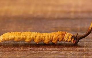 冬蟲夏草可以單獨吃蟲體嗎？