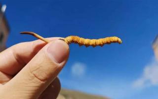 假的冬蟲夏草和真的怎么區(qū)分？