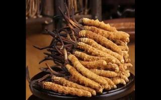 高海拔冬蟲夏草有幾個(gè)等級(jí)？