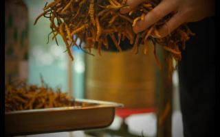 冬蟲夏草知識普及，讓您買到優(yōu)質(zhì)蟲草