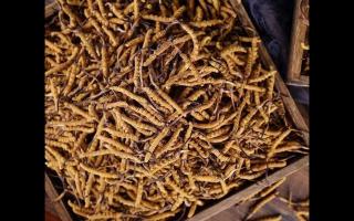 高海拔冬蟲(chóng)夏草上市！新鮮采摘，品質(zhì)保證！