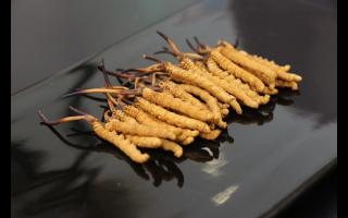 剛采挖出來(lái)的冬蟲(chóng)夏草怎么保存？