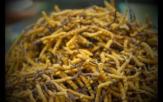 如何正確保存鮮干冬蟲夏草？學(xué)會有效保存你的財富！