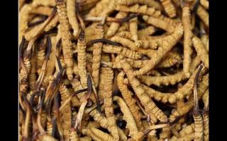 挑選優(yōu)質(zhì)冬蟲夏草 只需五步輕松搞定！