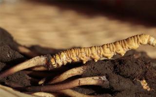 冬蟲夏草可通過暴曬防潮用來保存嗎？