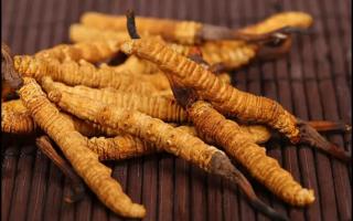 新鮮冬蟲夏草和干燥冬蟲夏草哪個(gè)經(jīng)濟(jì)實(shí)惠？