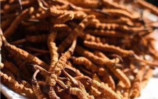 冬蟲夏草的不同規(guī)格和等級(jí)的價(jià)格差異！