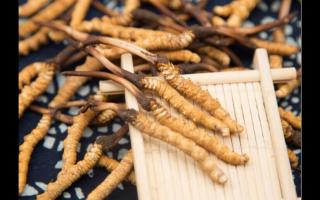 品質(zhì)好的冬蟲(chóng)夏草為何要買(mǎi)藏區(qū)直供呢？